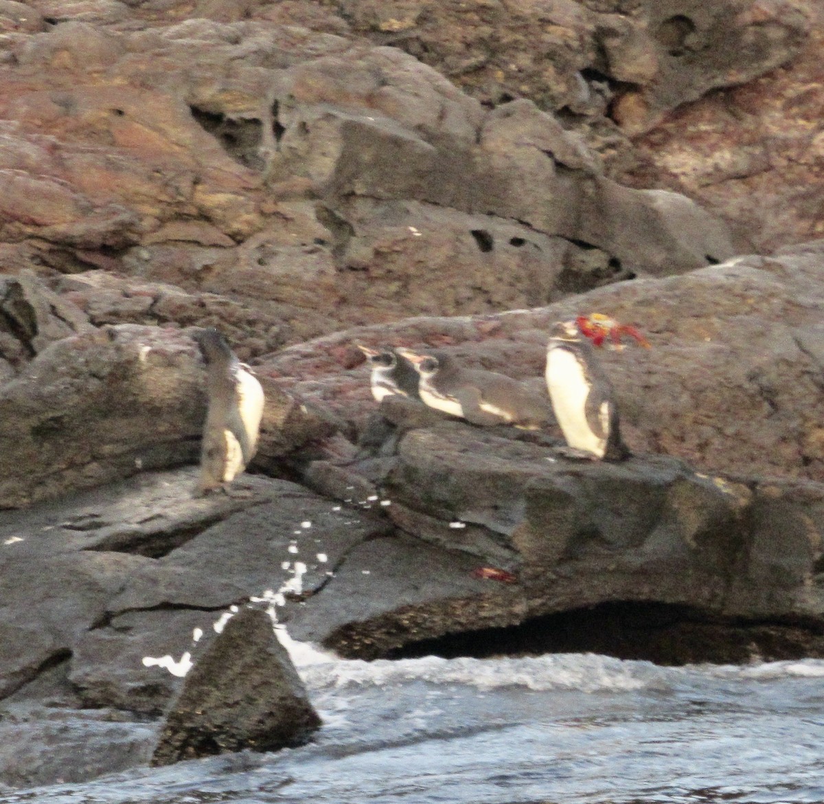 Pingüino de Galápagos - ML616787791