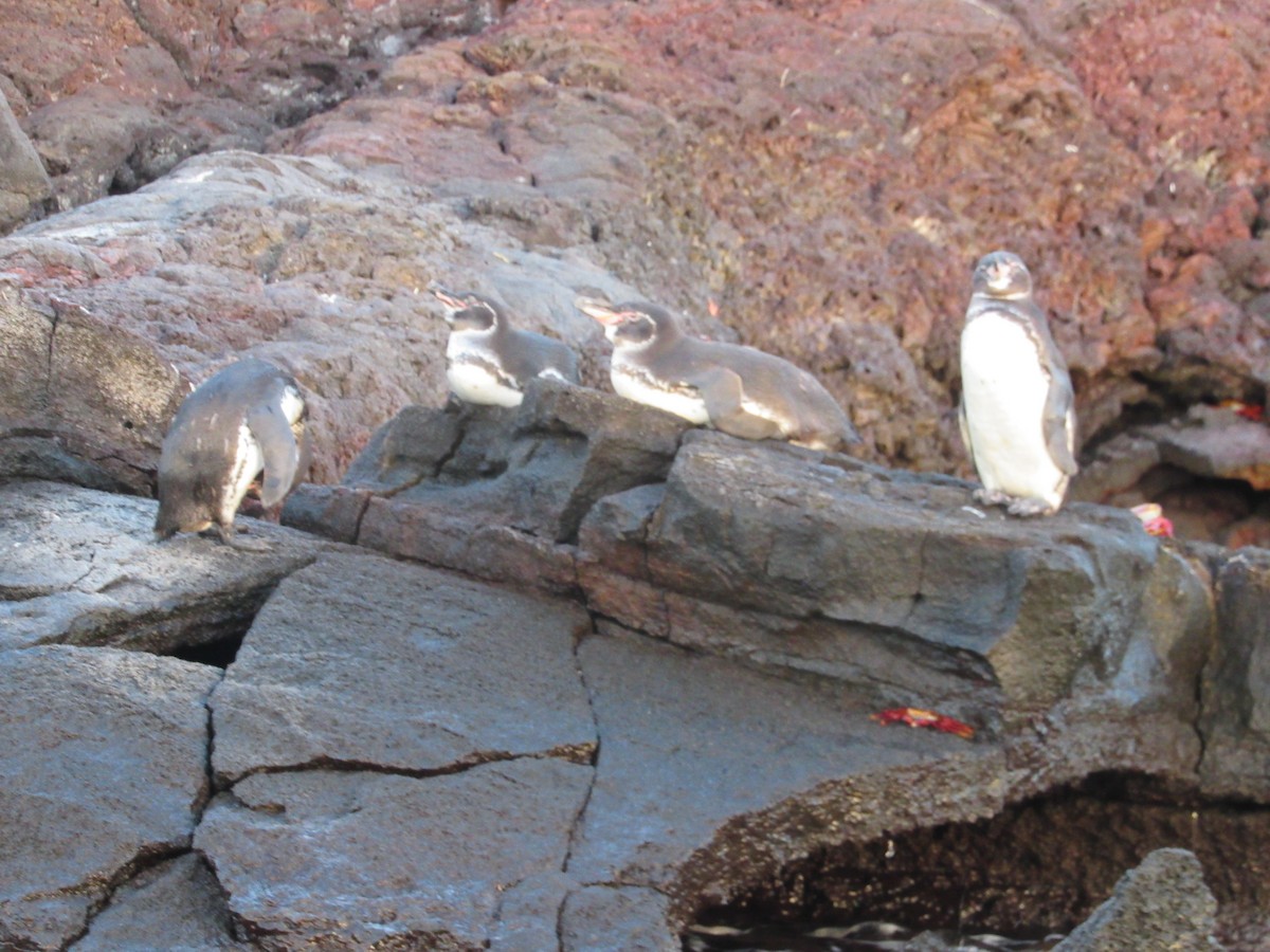 Pingüino de Galápagos - ML616787804