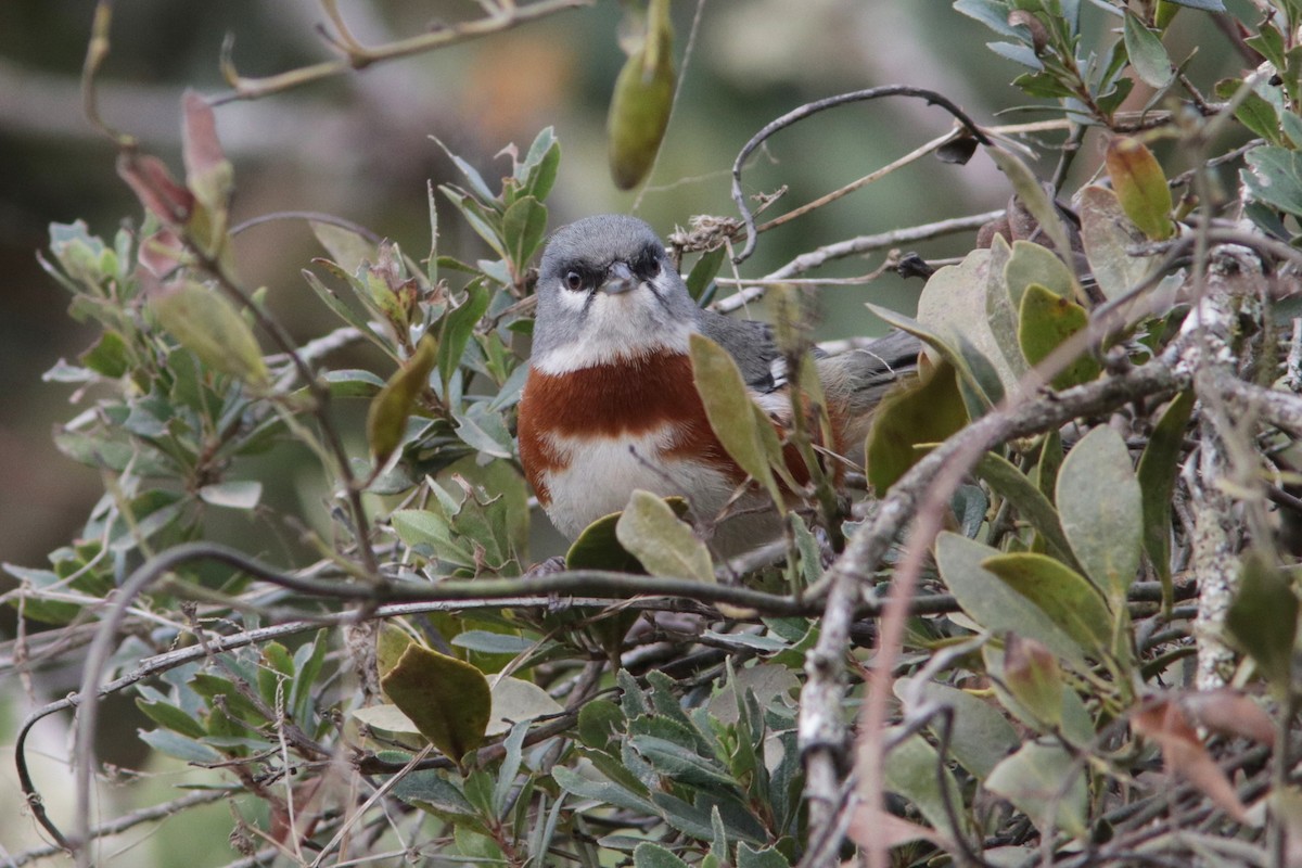 Bay-chested Warbling Finch - ML616787841