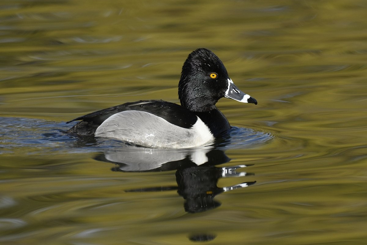 Ring-necked Duck - ML616787857