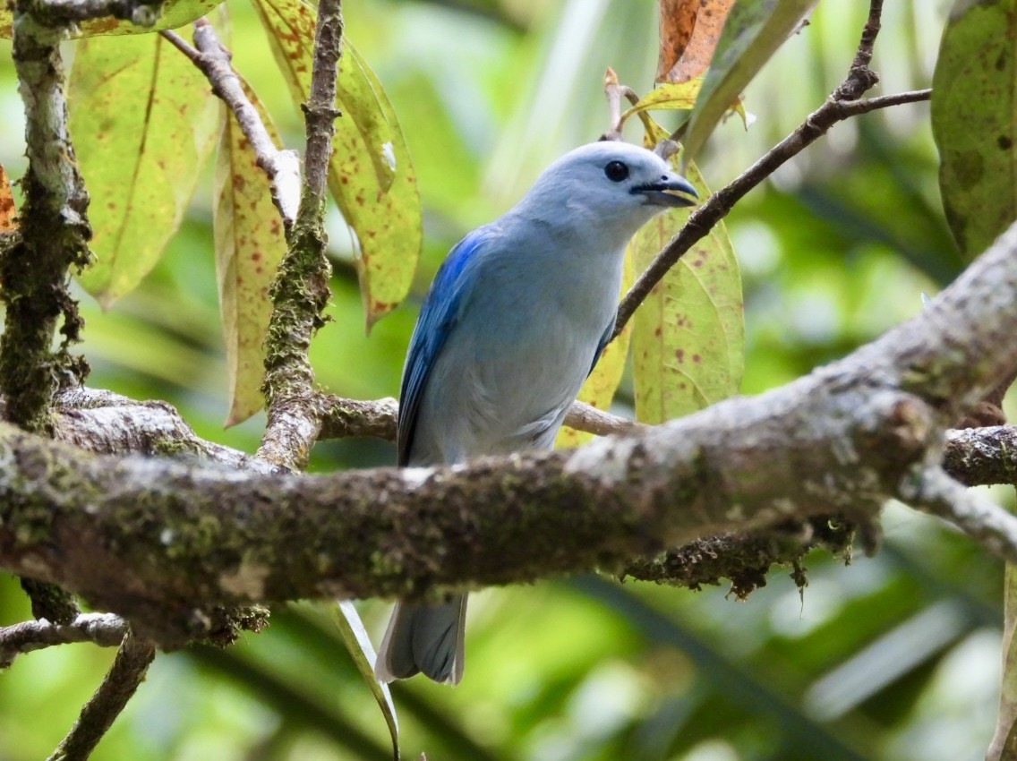 Blue-gray Tanager - ML616787897