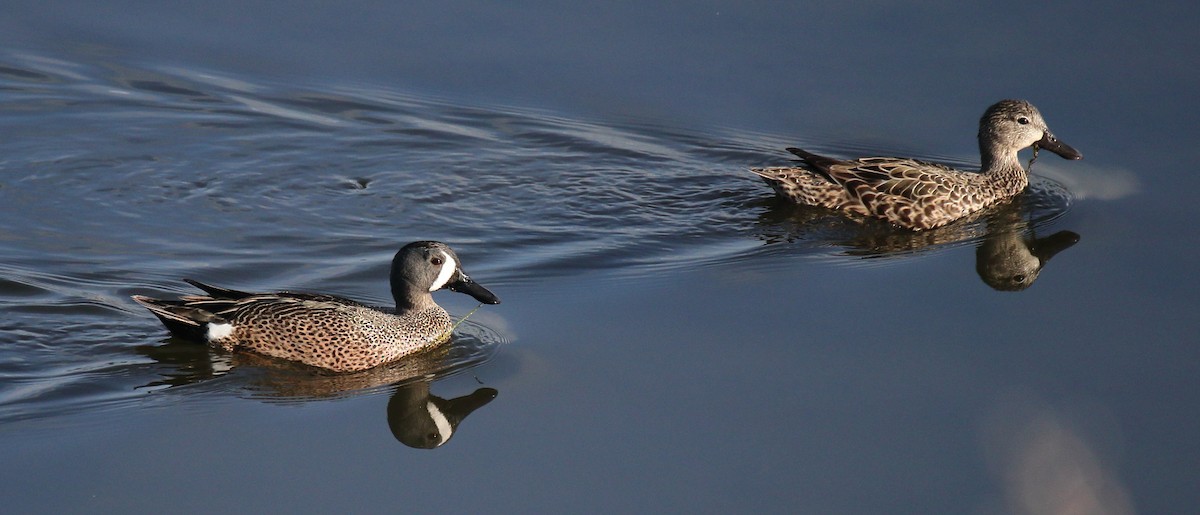 Blue-winged Teal - ML616787922