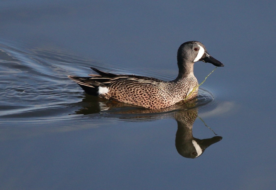 Blue-winged Teal - ML616787925