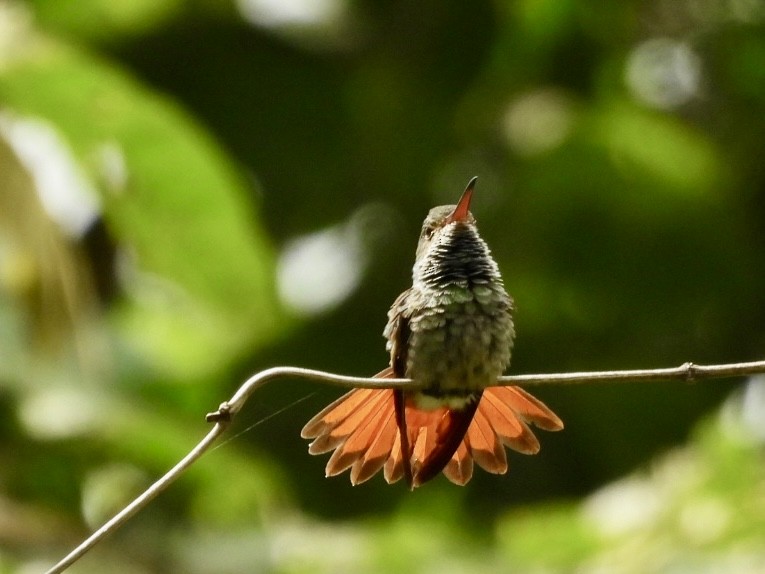 Rufous-tailed Hummingbird - ML616787958