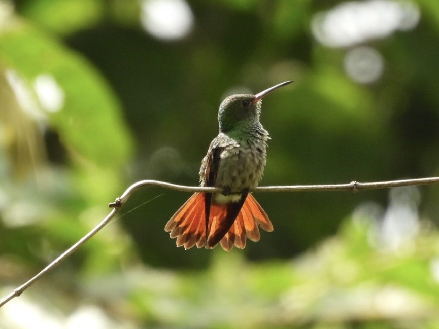 Rufous-tailed Hummingbird - ML616787959