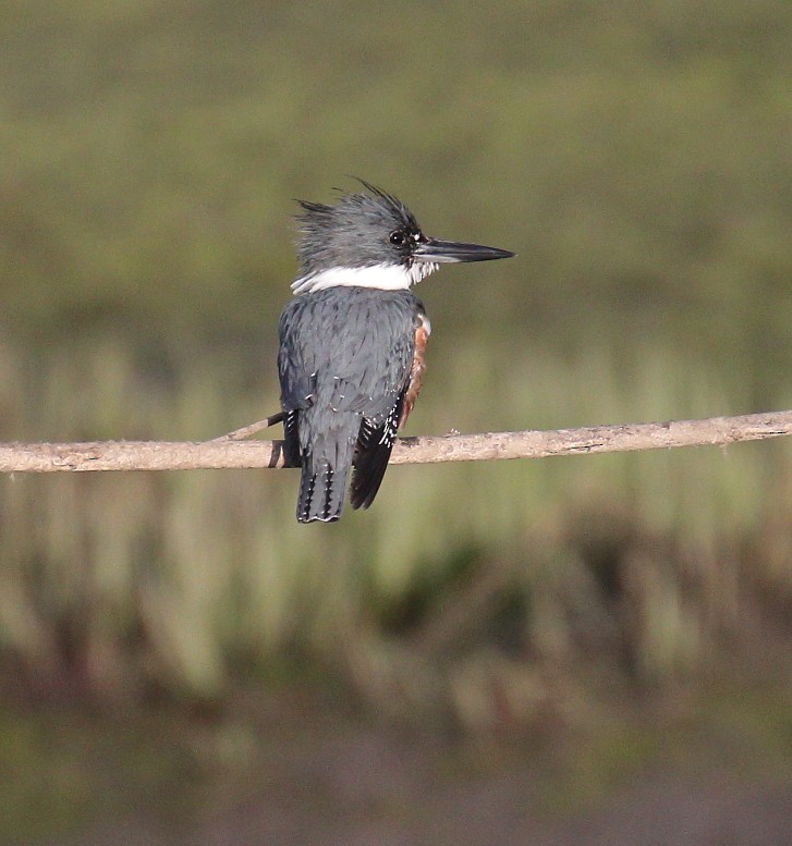 Belted Kingfisher - ML616788008