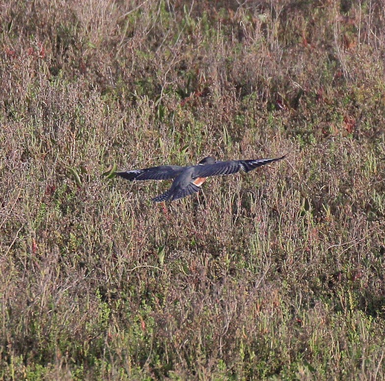 Belted Kingfisher - ML616788011