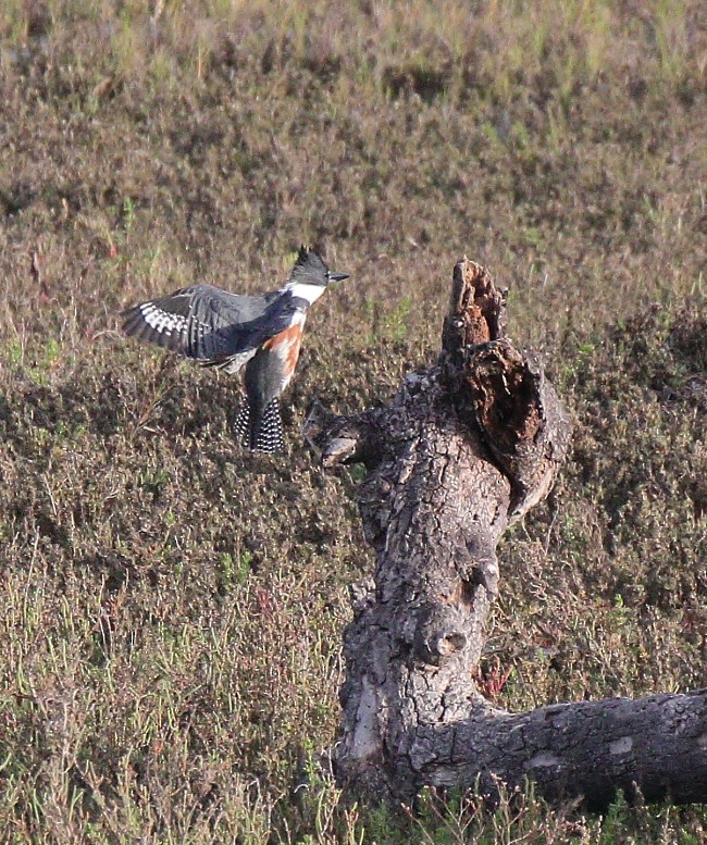 Belted Kingfisher - ML616788013