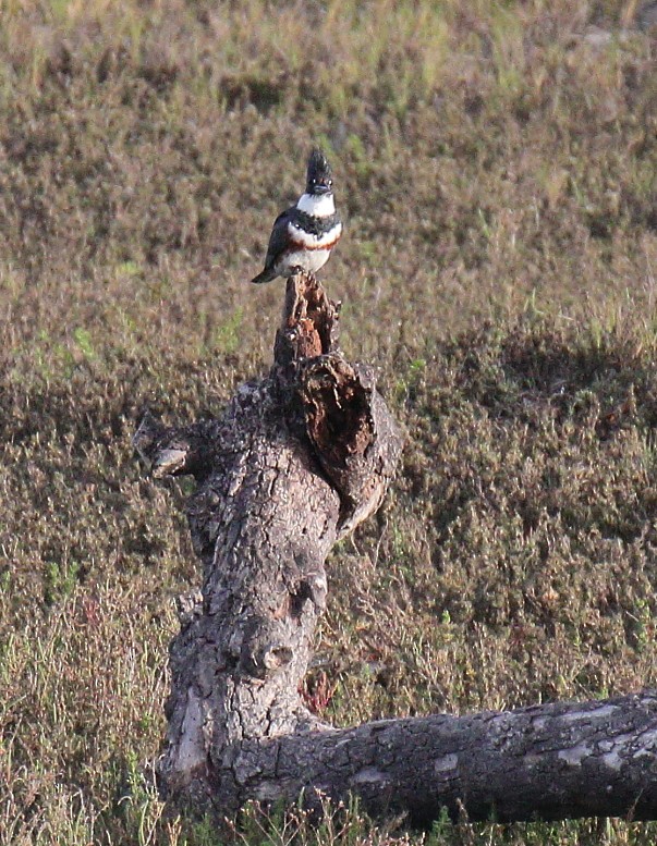 Belted Kingfisher - ML616788016