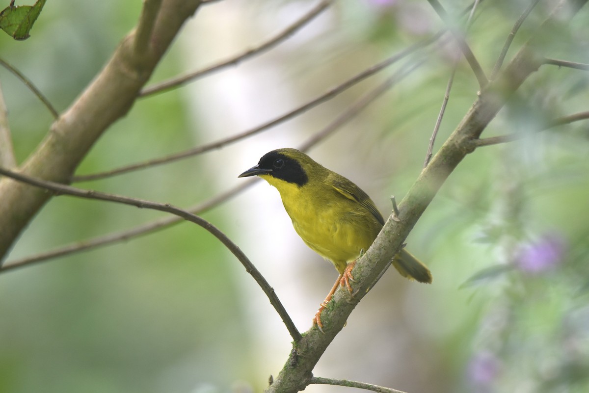 Olive-crowned Yellowthroat - ML616788069