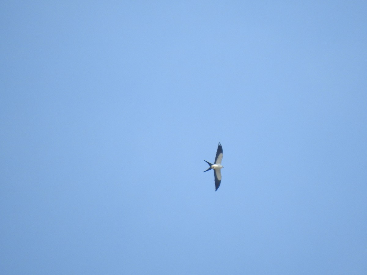 Swallow-tailed Kite - ML616788088