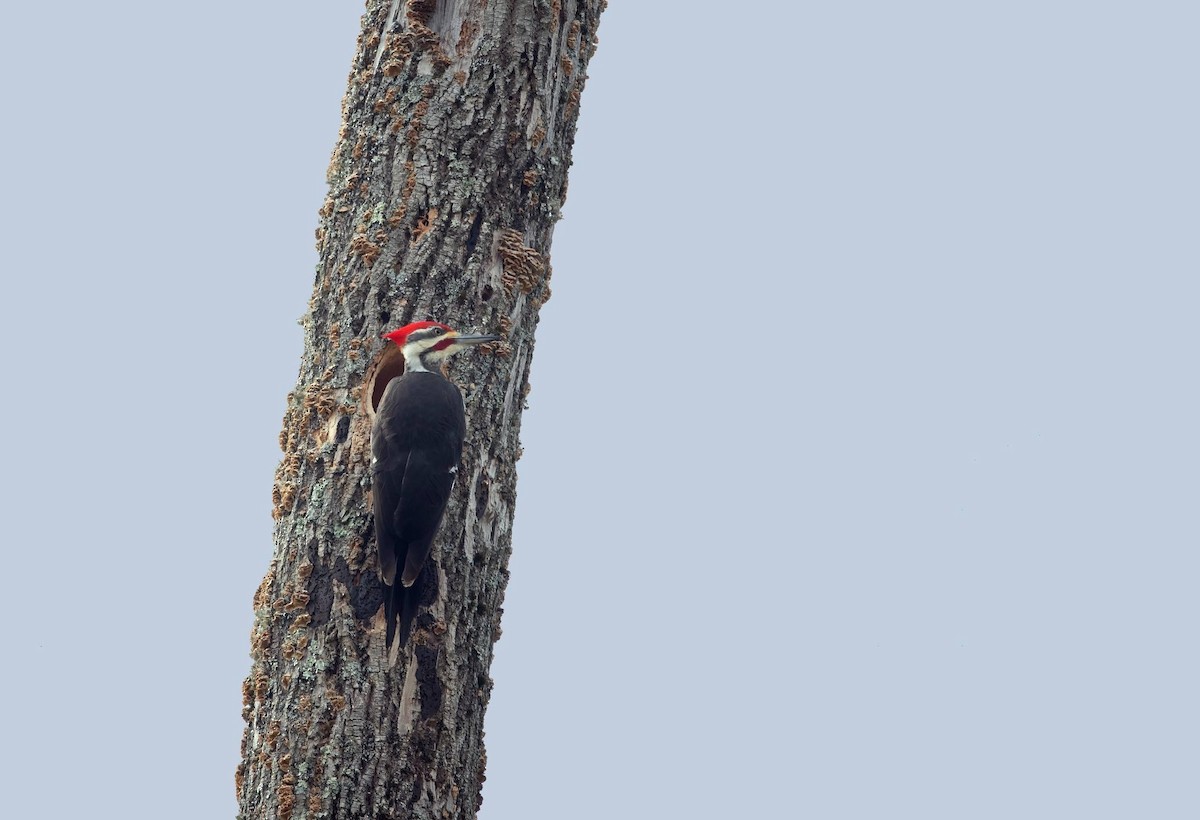 Pileated Woodpecker - ML616788128