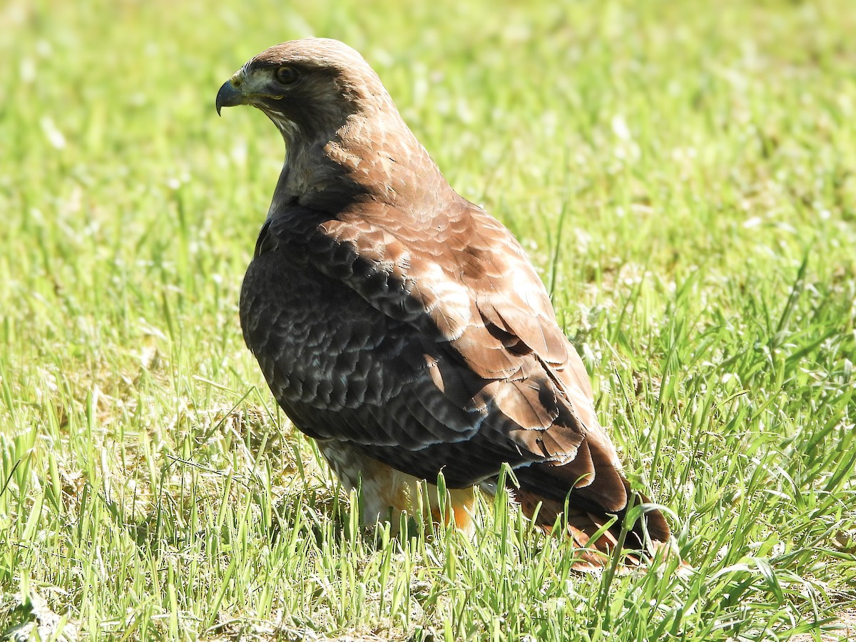 Red-tailed Hawk - ML616788164