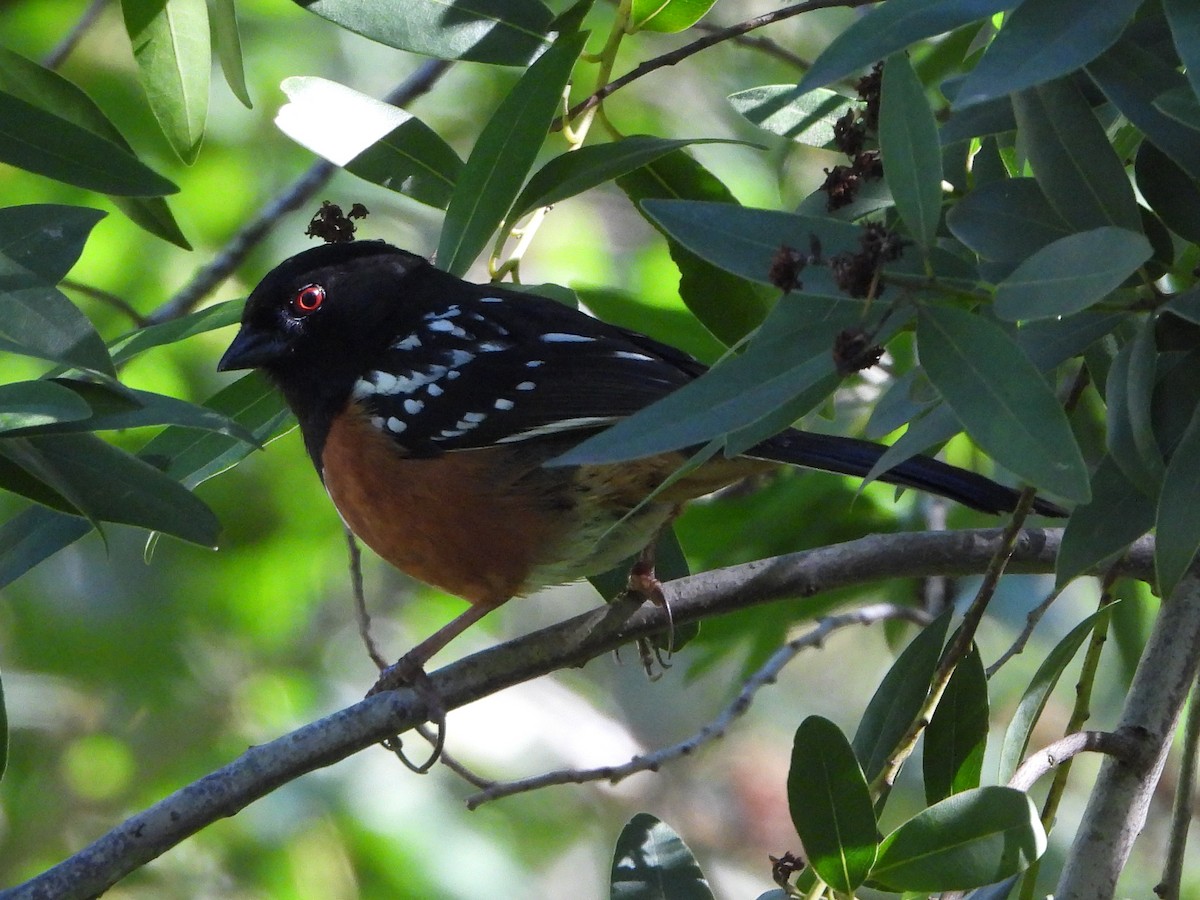 Spotted Towhee - ML616788173