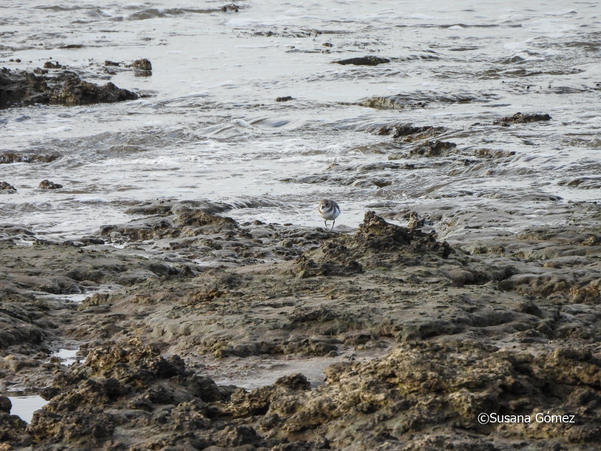 Two-banded Plover - ML616788201