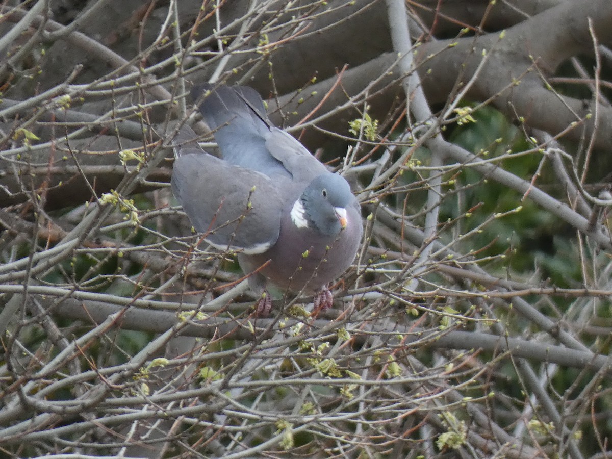 Common Wood-Pigeon - ML616788204