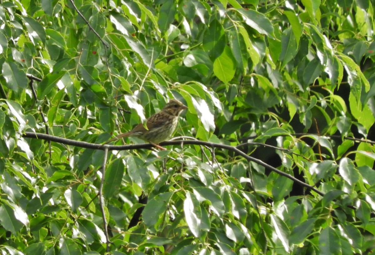 Song Sparrow - heidi tarasiuk