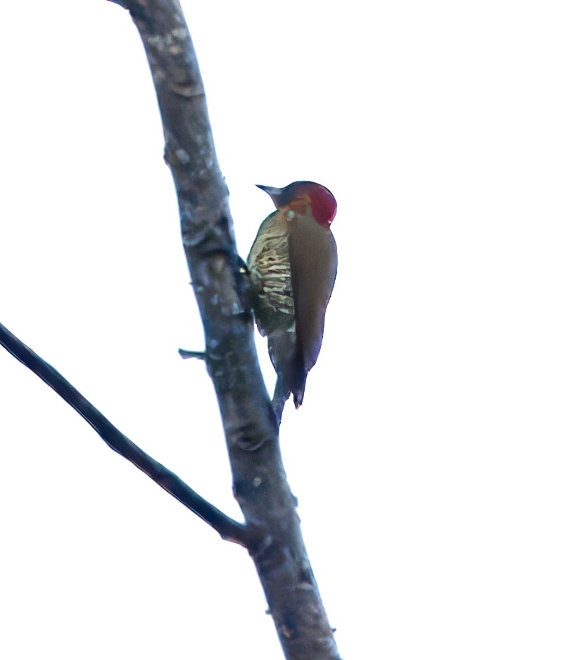 Rufous-winged Woodpecker - Julie Schneider