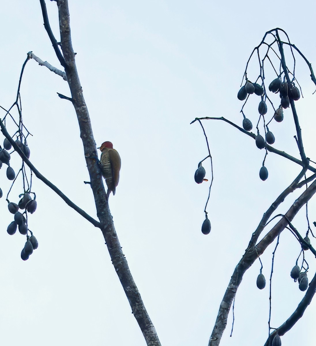 Rufous-winged Woodpecker - ML616788404