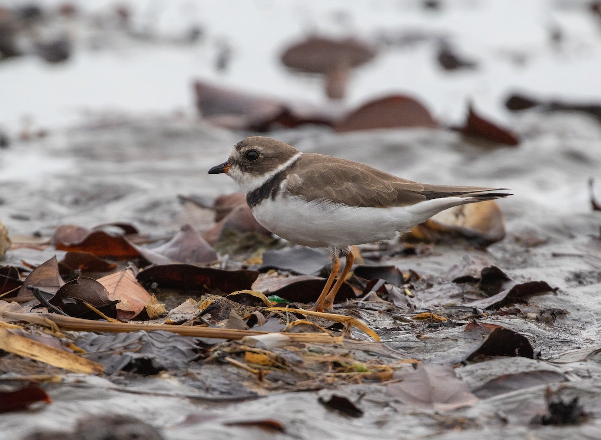 Semipalmated Plover - ML616788499