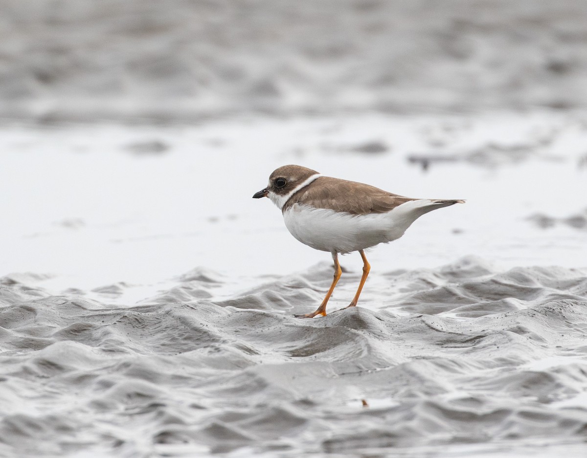 Semipalmated Plover - ML616788502