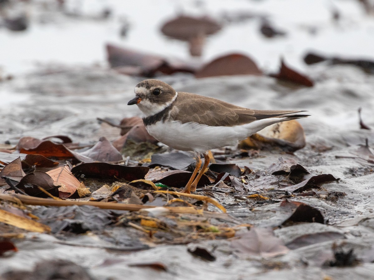 Semipalmated Plover - ML616788507