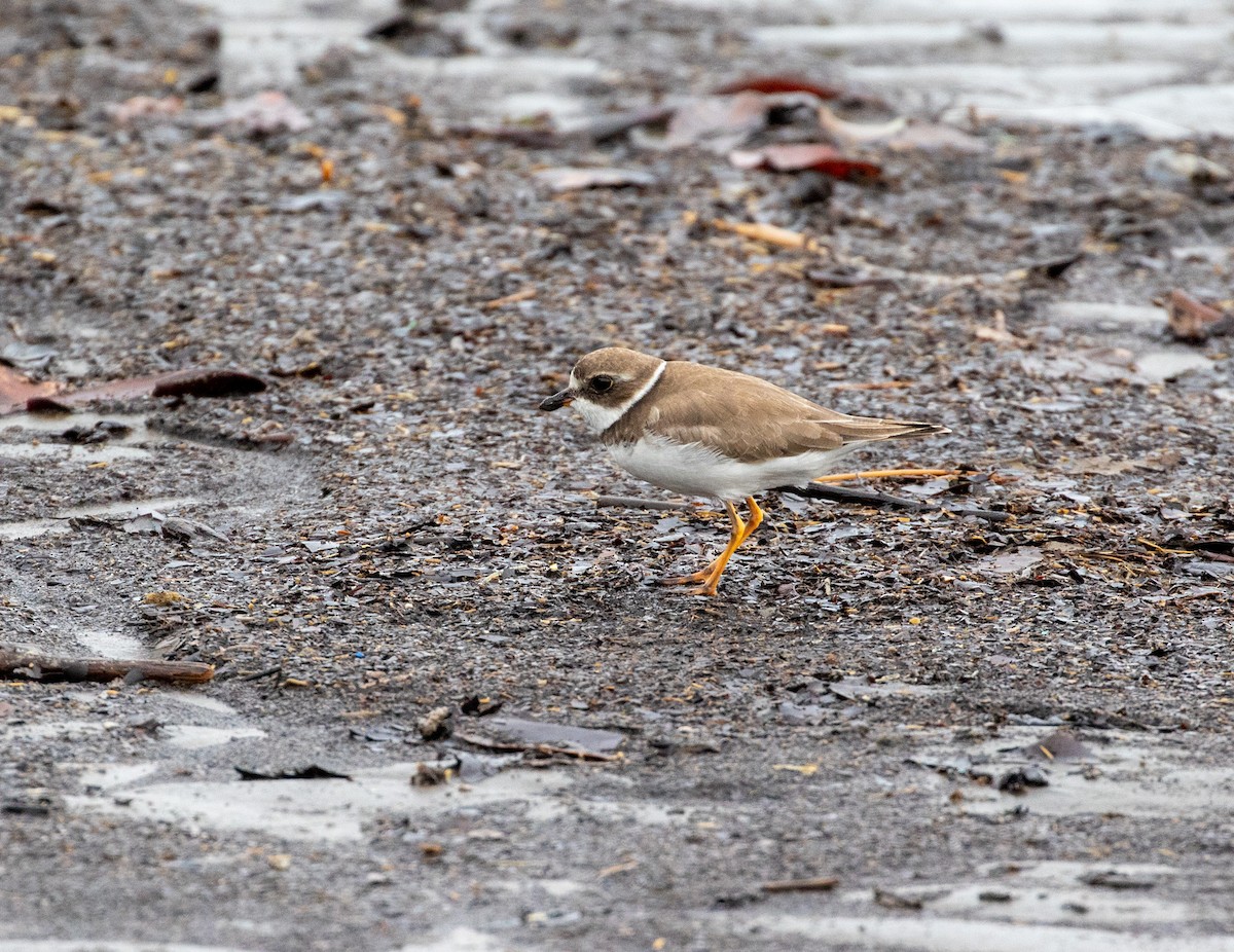 Semipalmated Plover - ML616788516