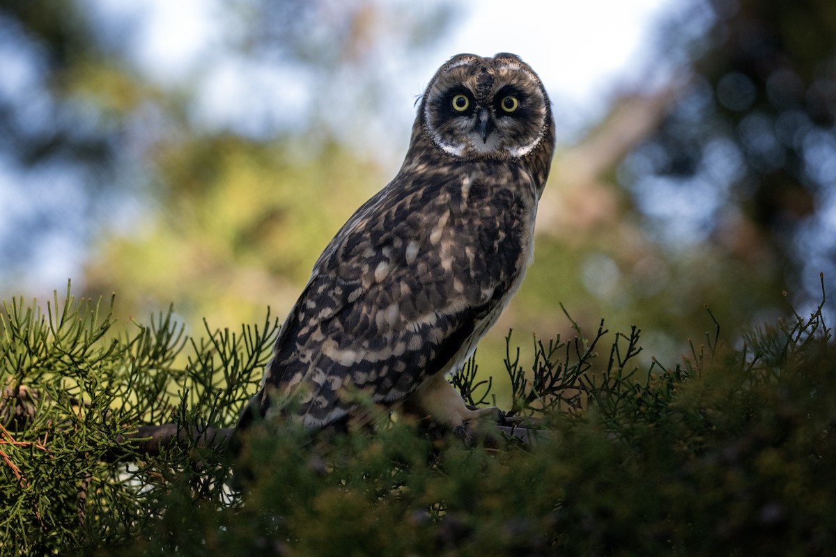 Short-eared Owl (Hawaiian) - ML616788759