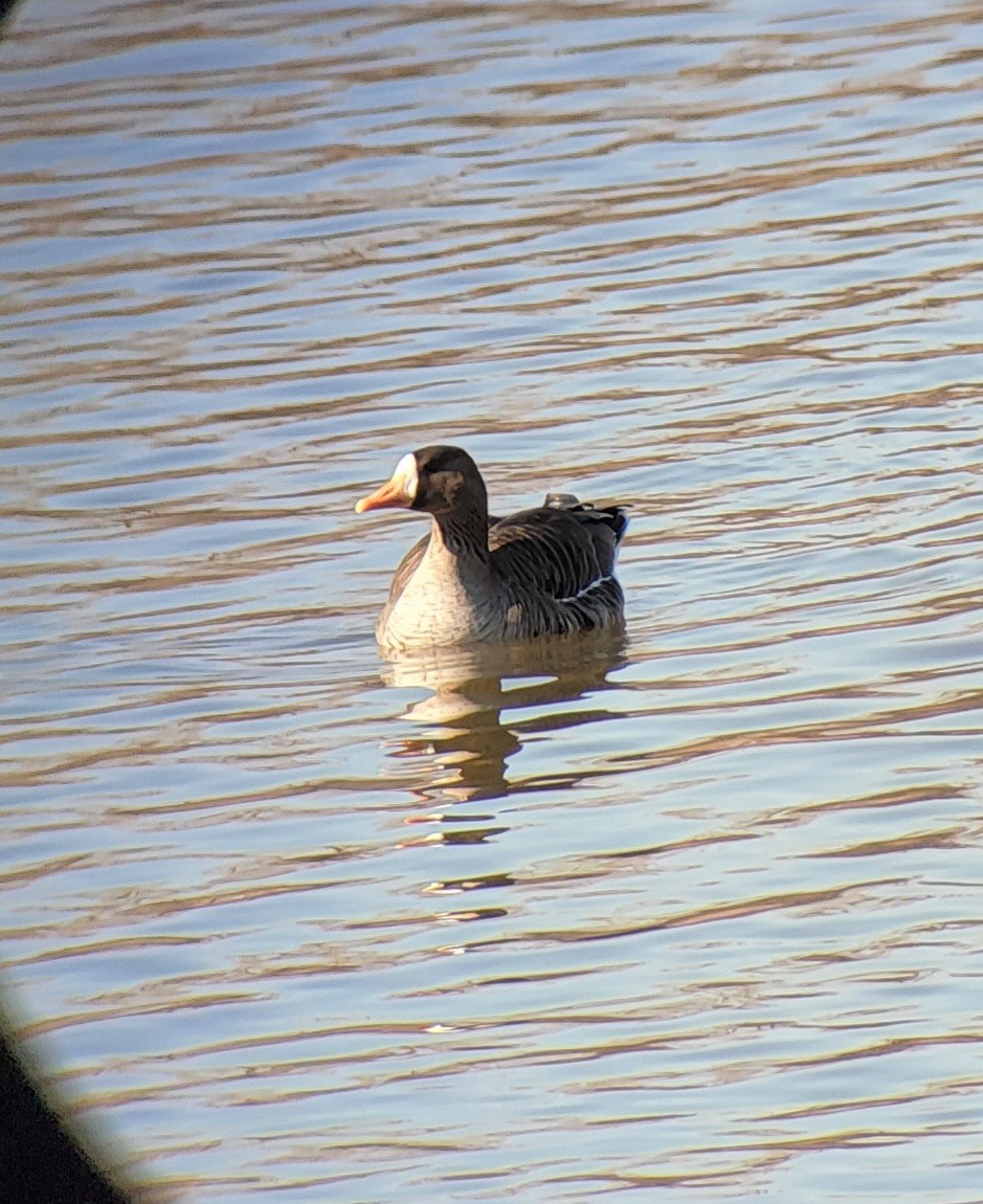 Greater White-fronted Goose - ML616788766