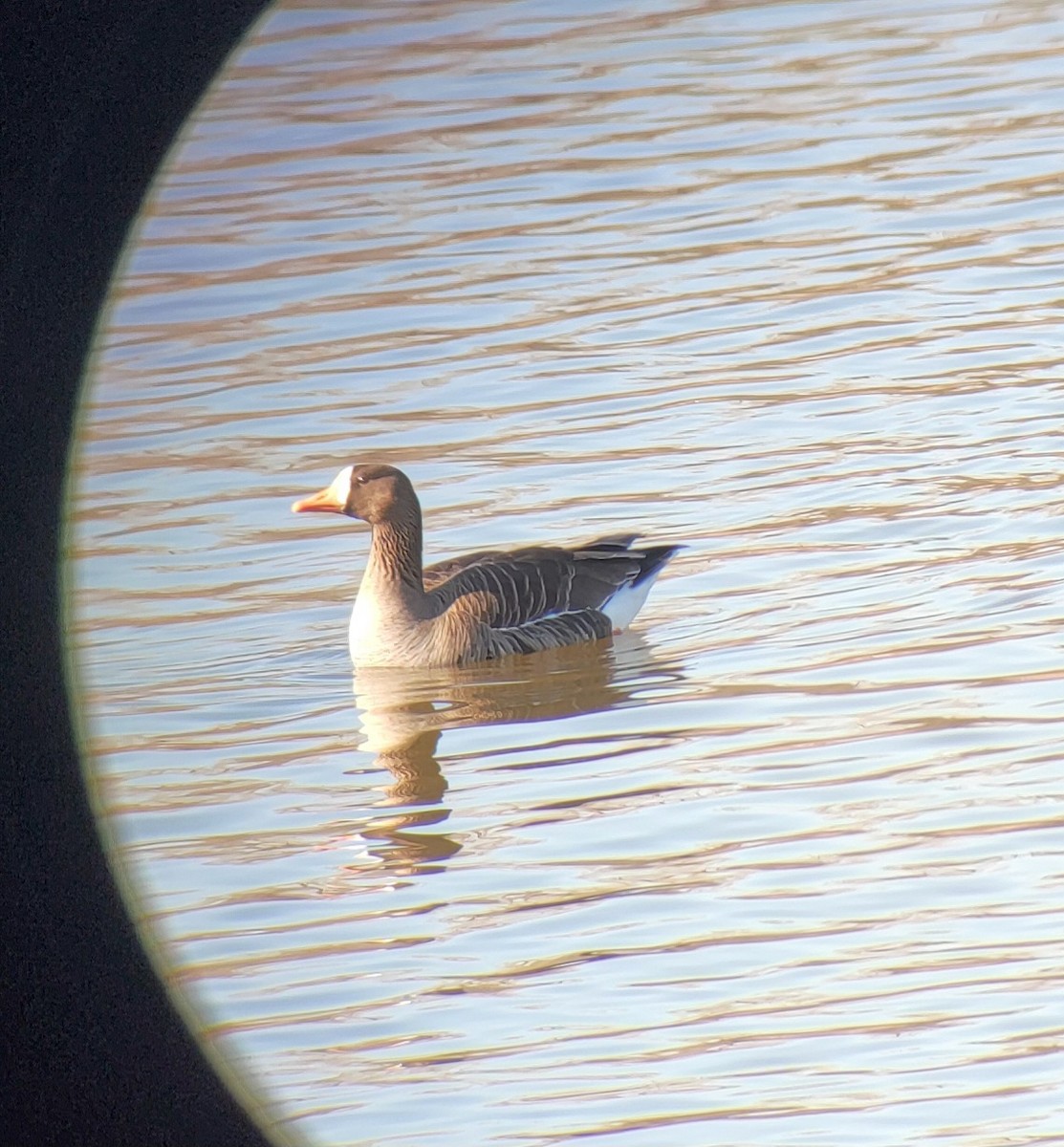 Greater White-fronted Goose - ML616788767
