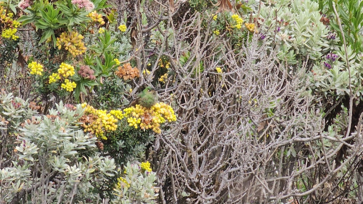 kolibřík žlutoocasý - ML616788906