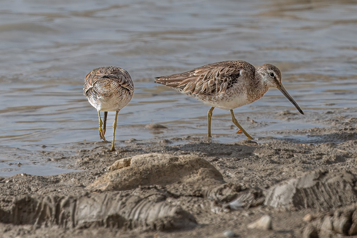 Long-billed Dowitcher - ML616788918