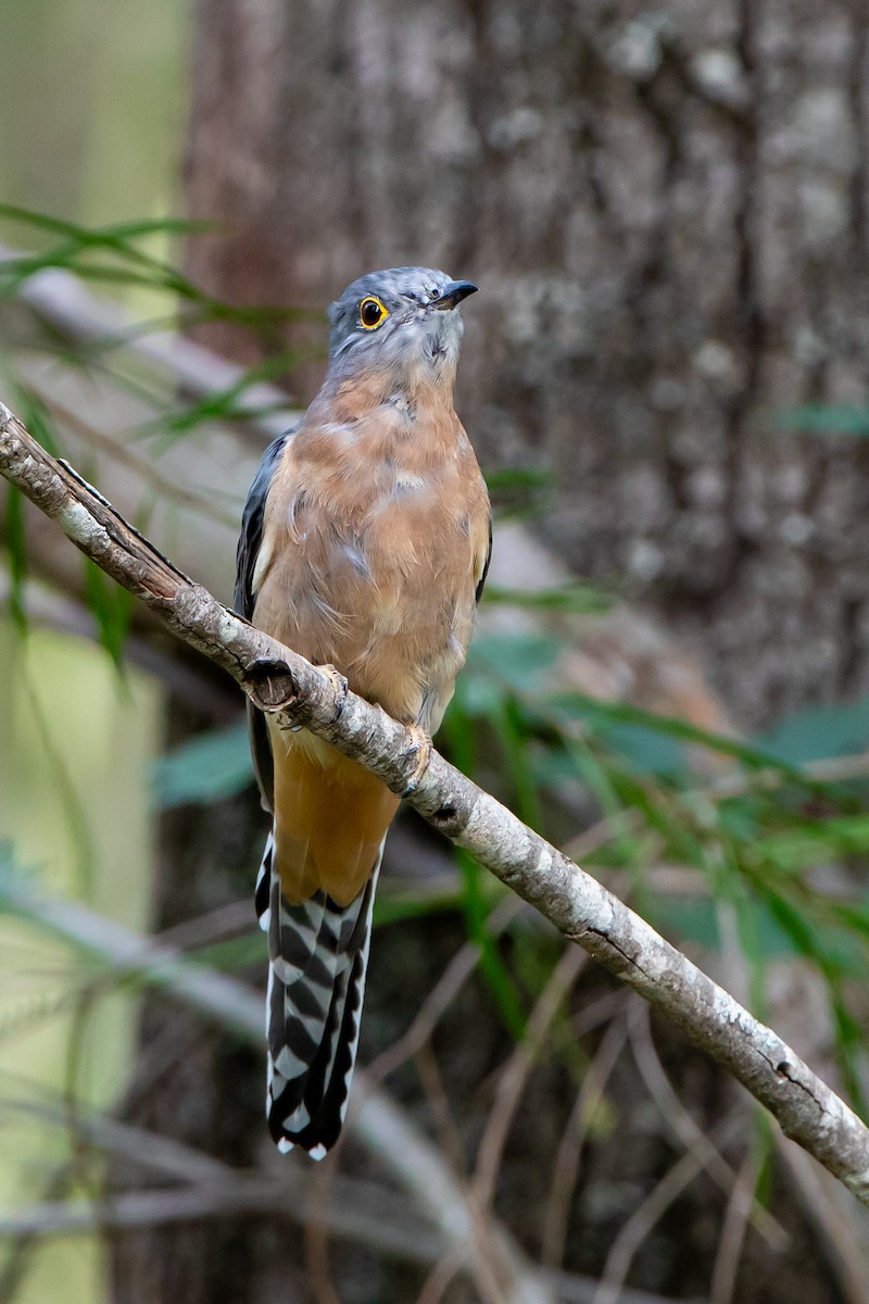 Fan-tailed Cuckoo - ML616788978