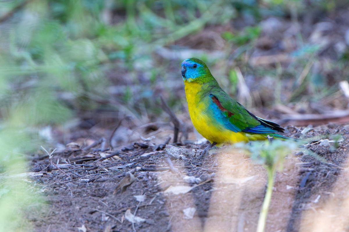 Turquoise Parrot - Mark and Bron Horvath