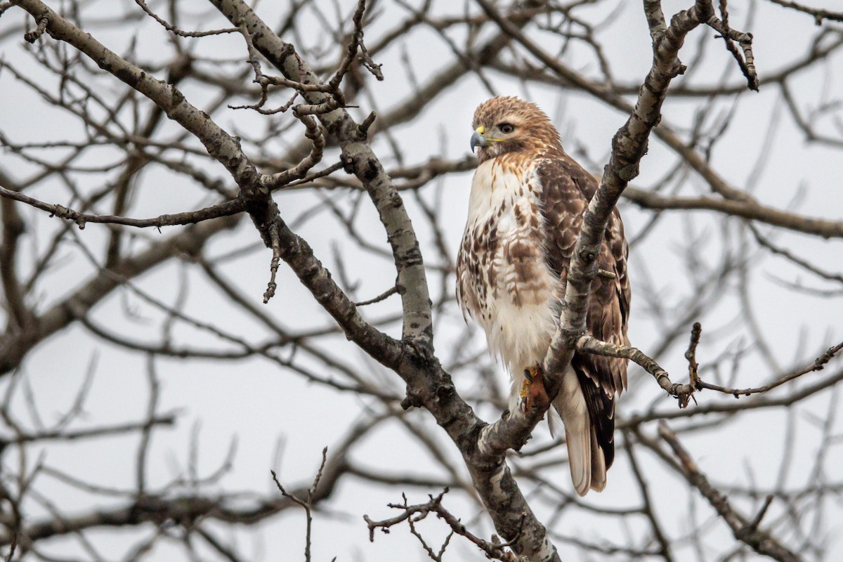 Red-tailed Hawk - ML616789046