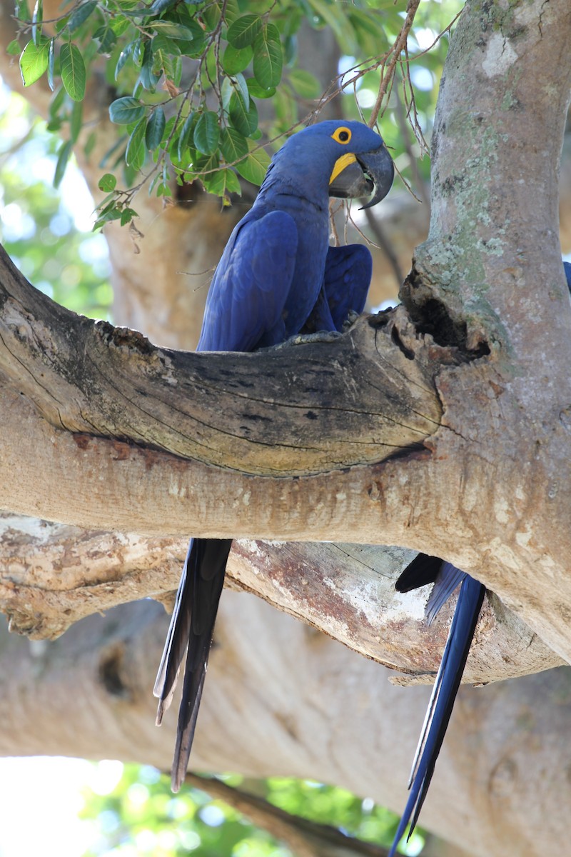 Hyacinth Macaw - ML616789089