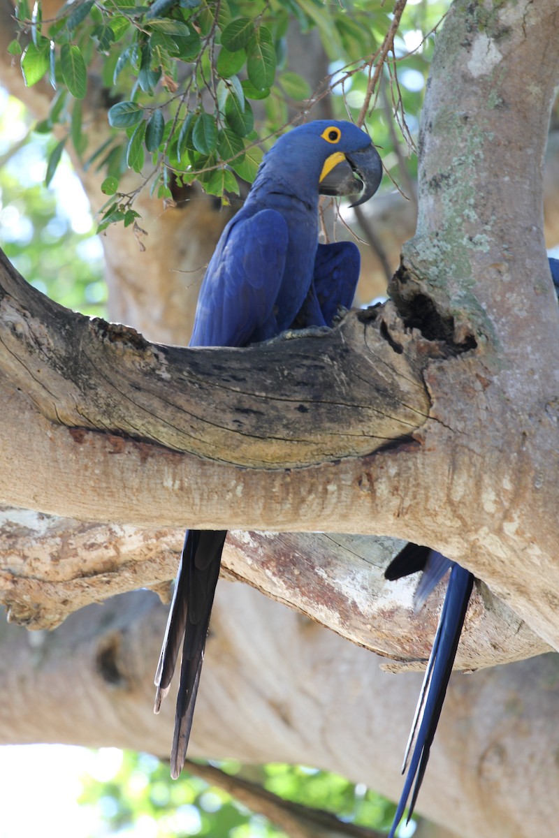Hyacinth Macaw - ML616789091
