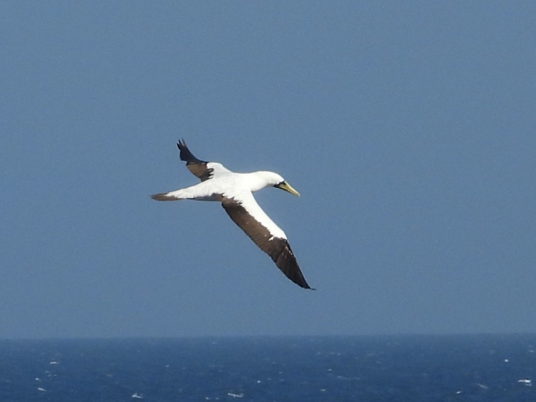 Masked Booby - ML616789171