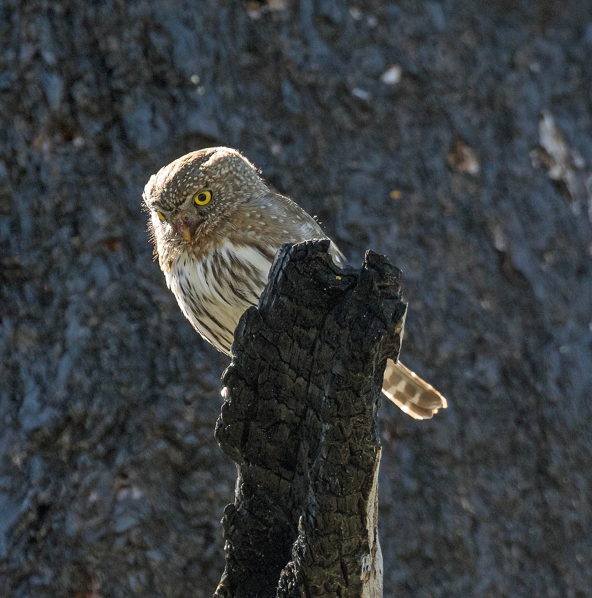 Northern Pygmy-Owl - ML616789239
