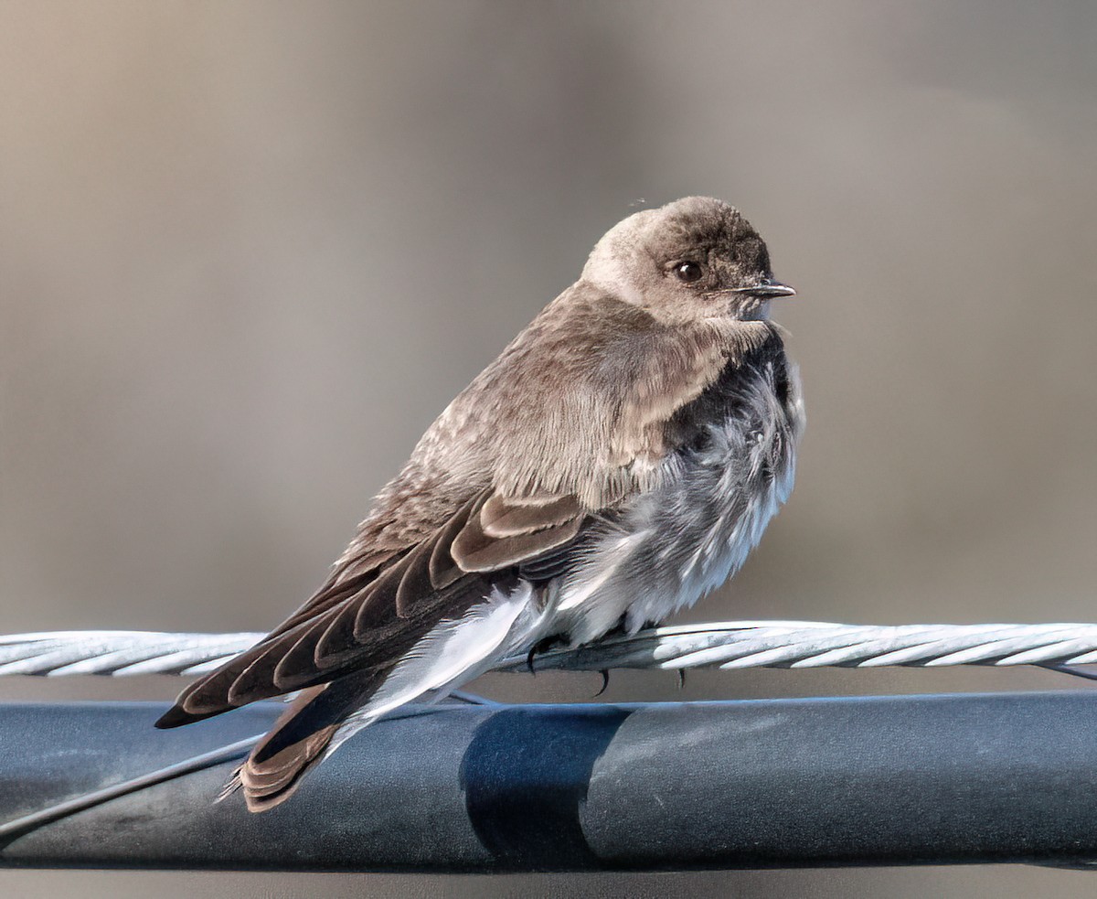 Northern Rough-winged Swallow - Jeff Todoroff