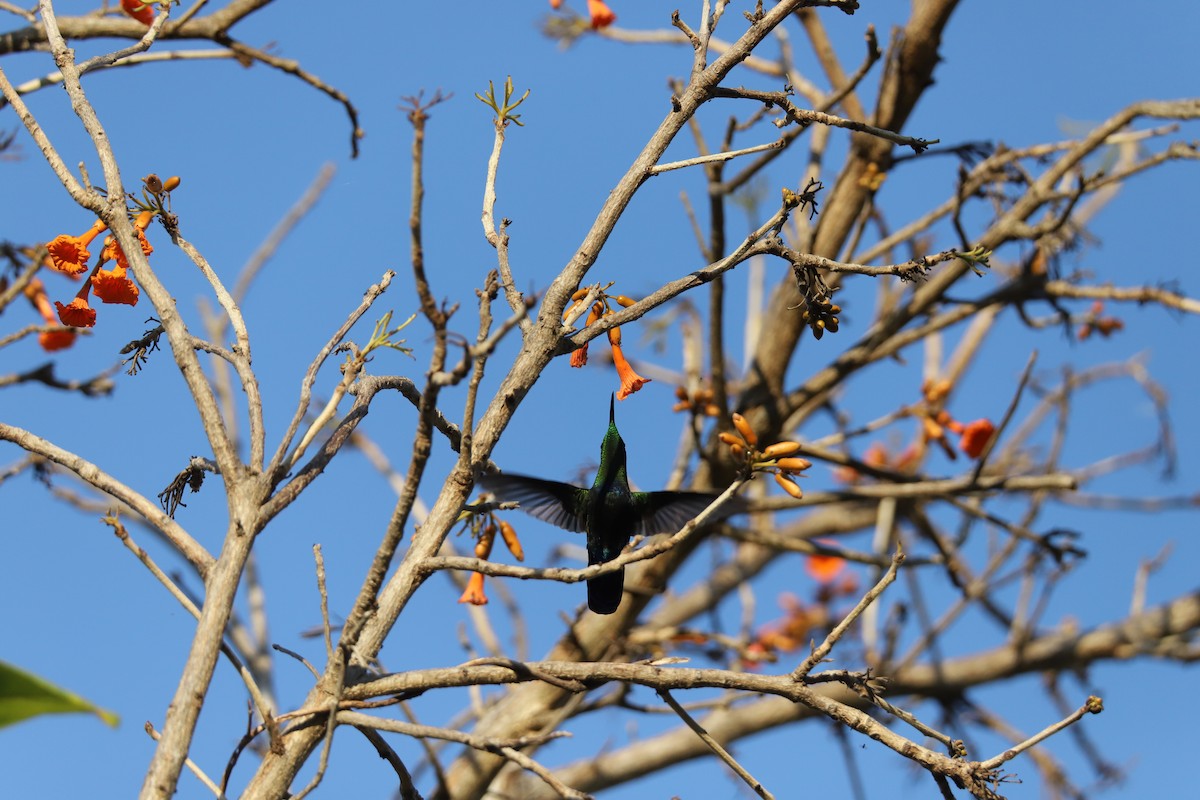 Зеленогрудый колибри - ML616789292