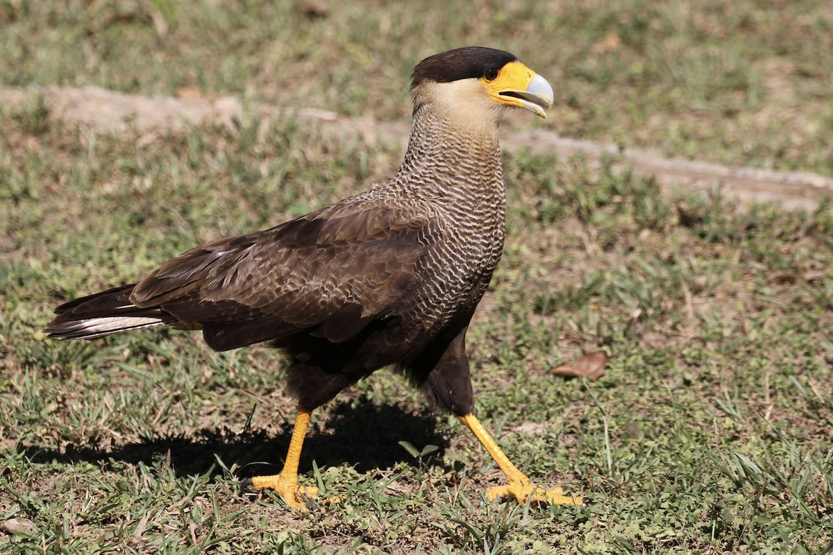 Crested Caracara (Southern) - ML616789384