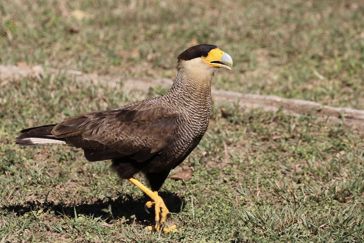 Crested Caracara (Southern) - ML616789385