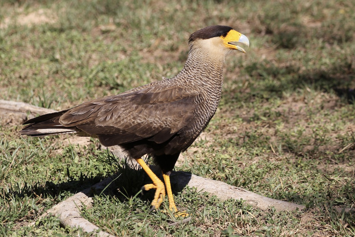 Crested Caracara (Southern) - ML616789386