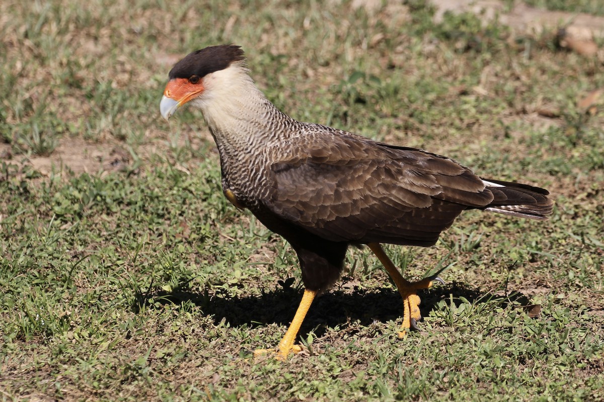 Crested Caracara (Southern) - ML616789388