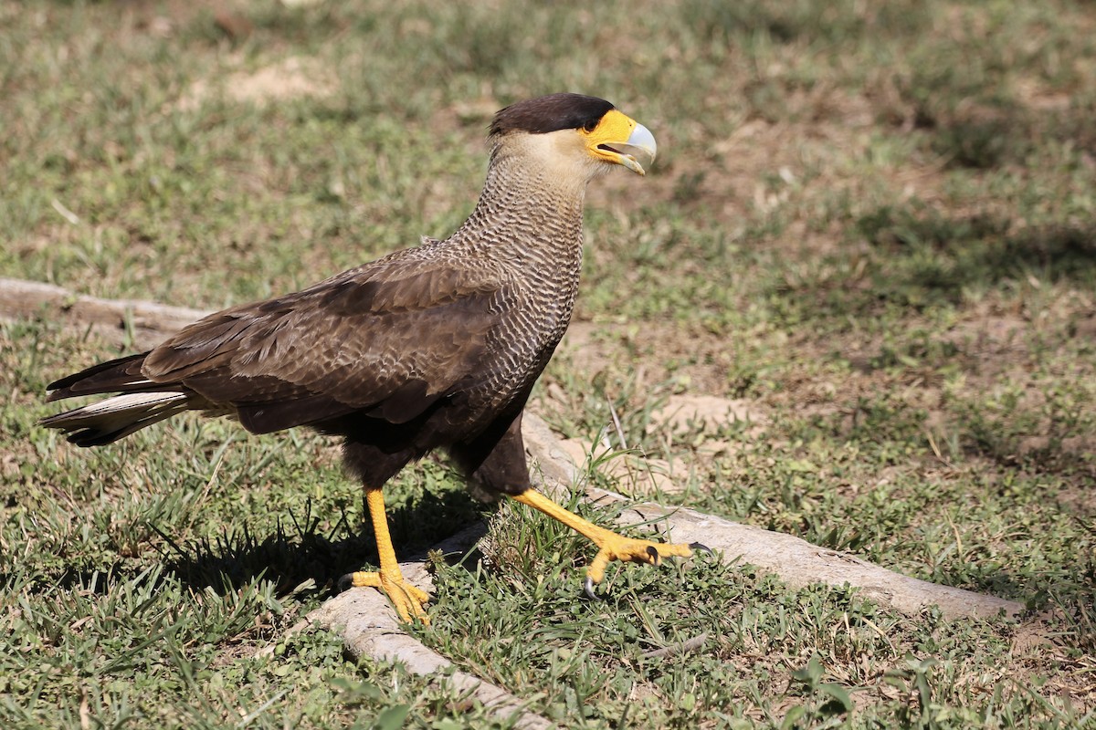 Crested Caracara (Southern) - ML616789389