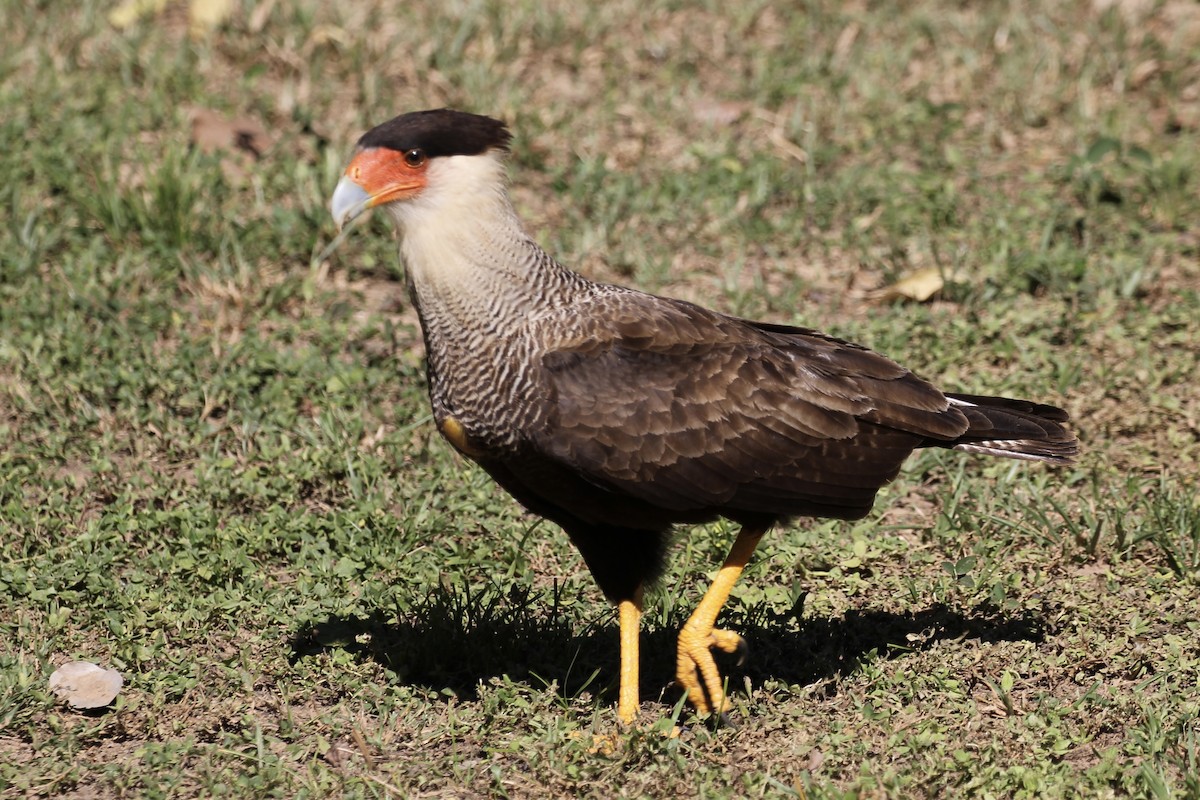 Crested Caracara (Southern) - Tim Cowley