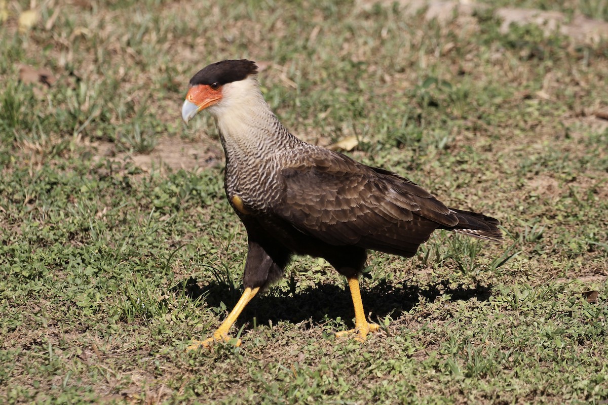 Crested Caracara (Southern) - ML616789391