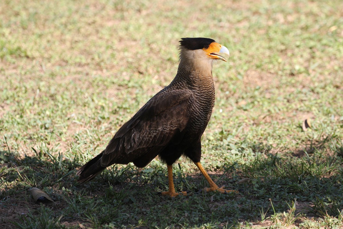 Crested Caracara (Southern) - ML616789392