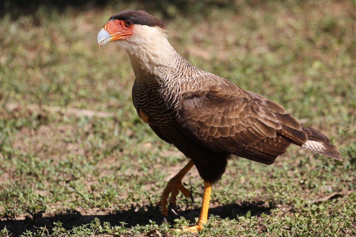 Crested Caracara (Southern) - ML616789393